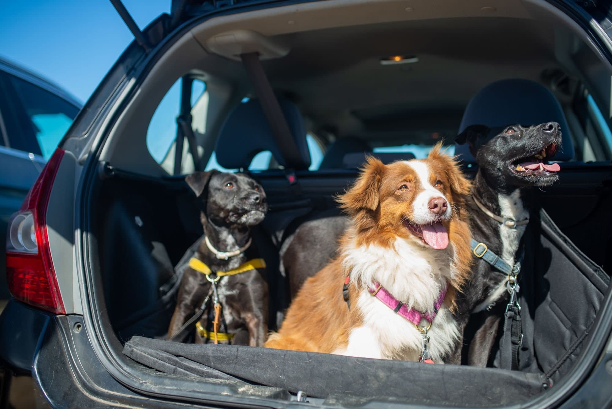 Three happy dogs sitting in the open boot of a car