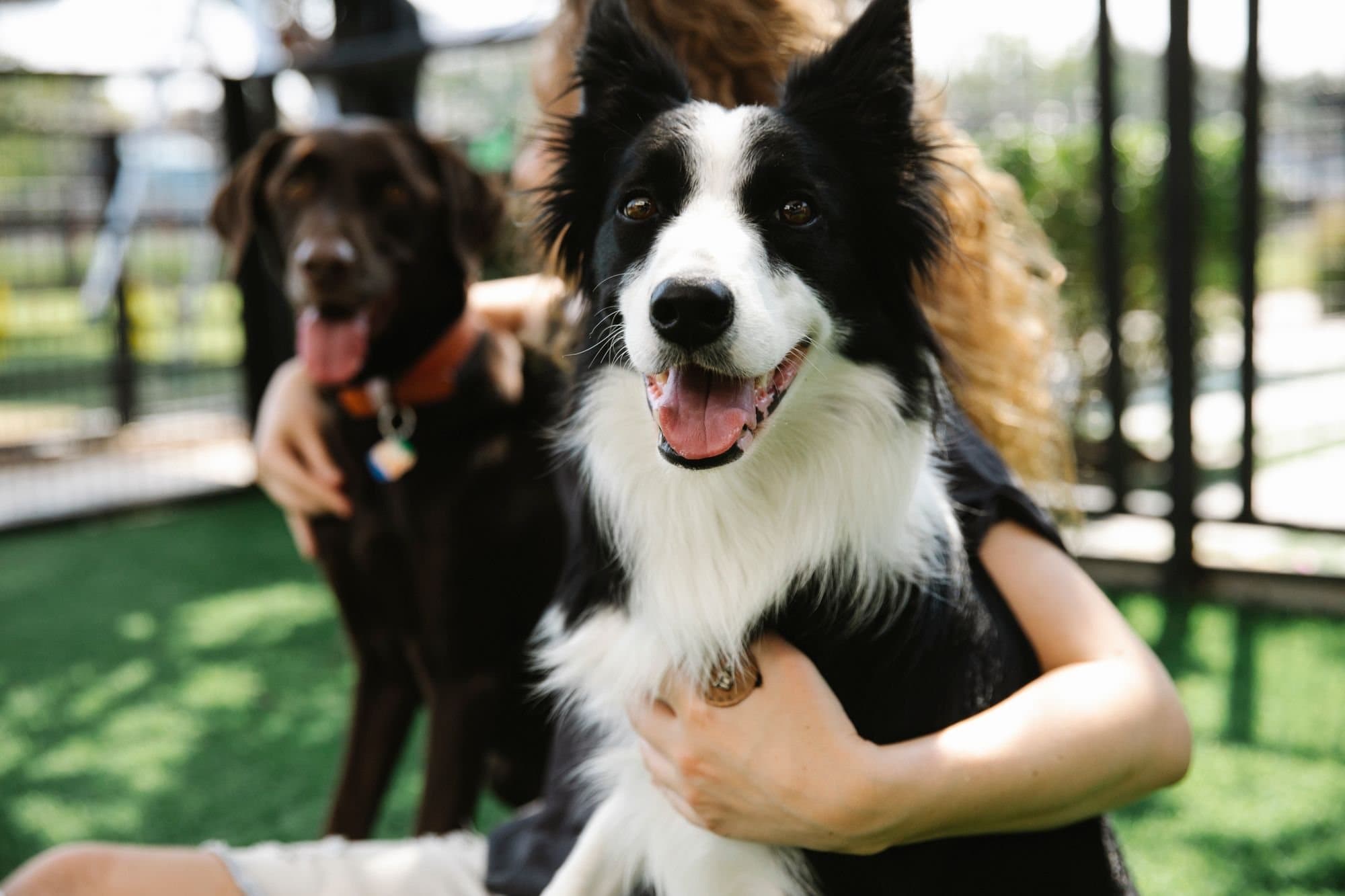 A carer sitting in a sunny meadow hugging a border collie and a spaniel