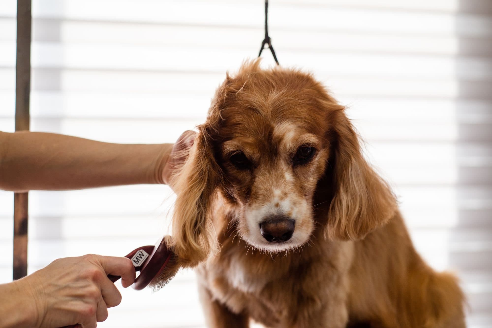A spaniel being brushed in the groom room