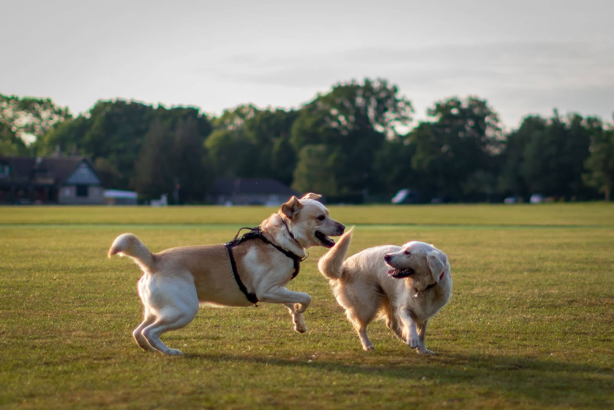 Two dogs playing together in a big grass field edged with trees