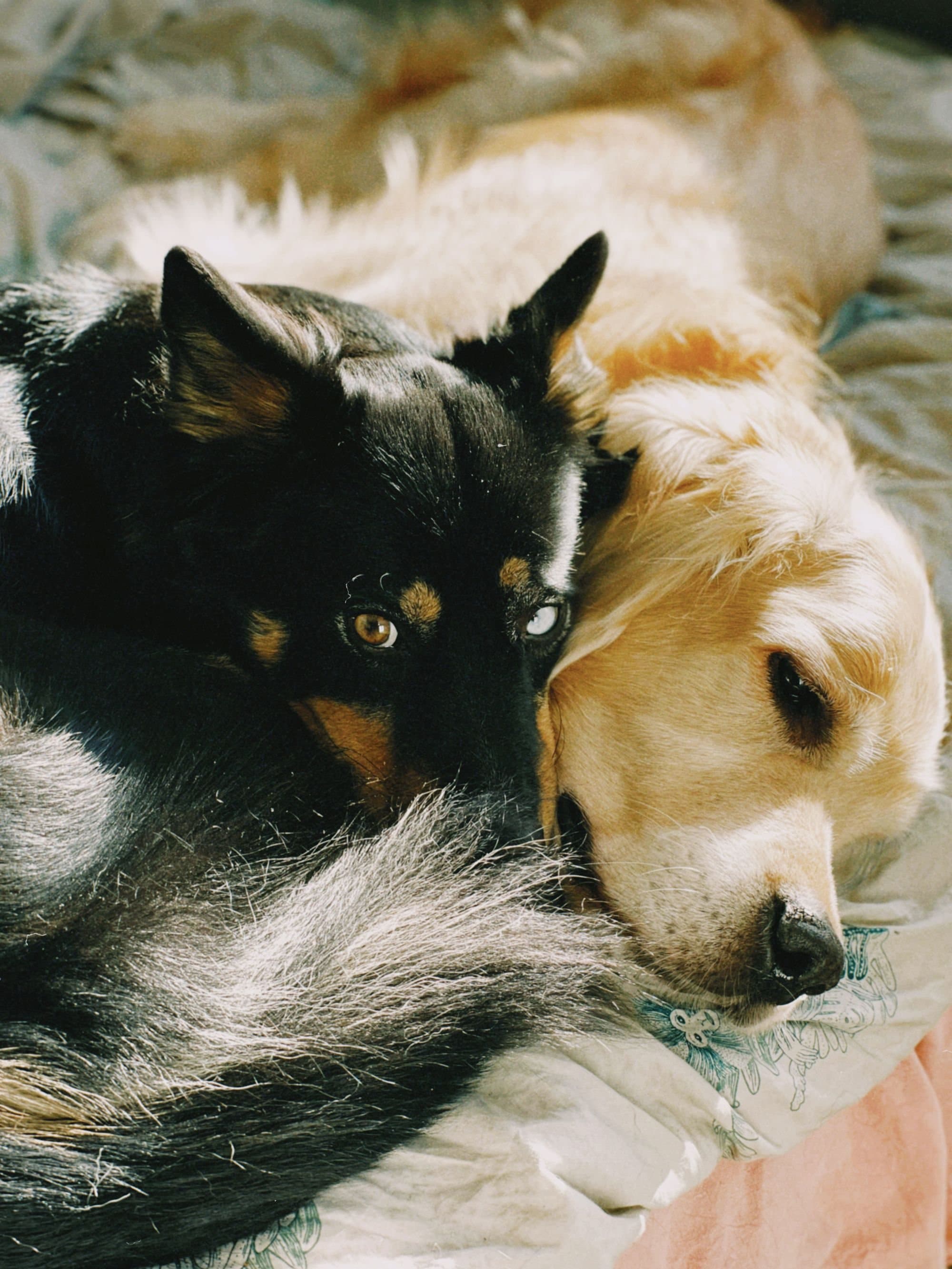 Two dogs curled up asleep together on a soft blanket