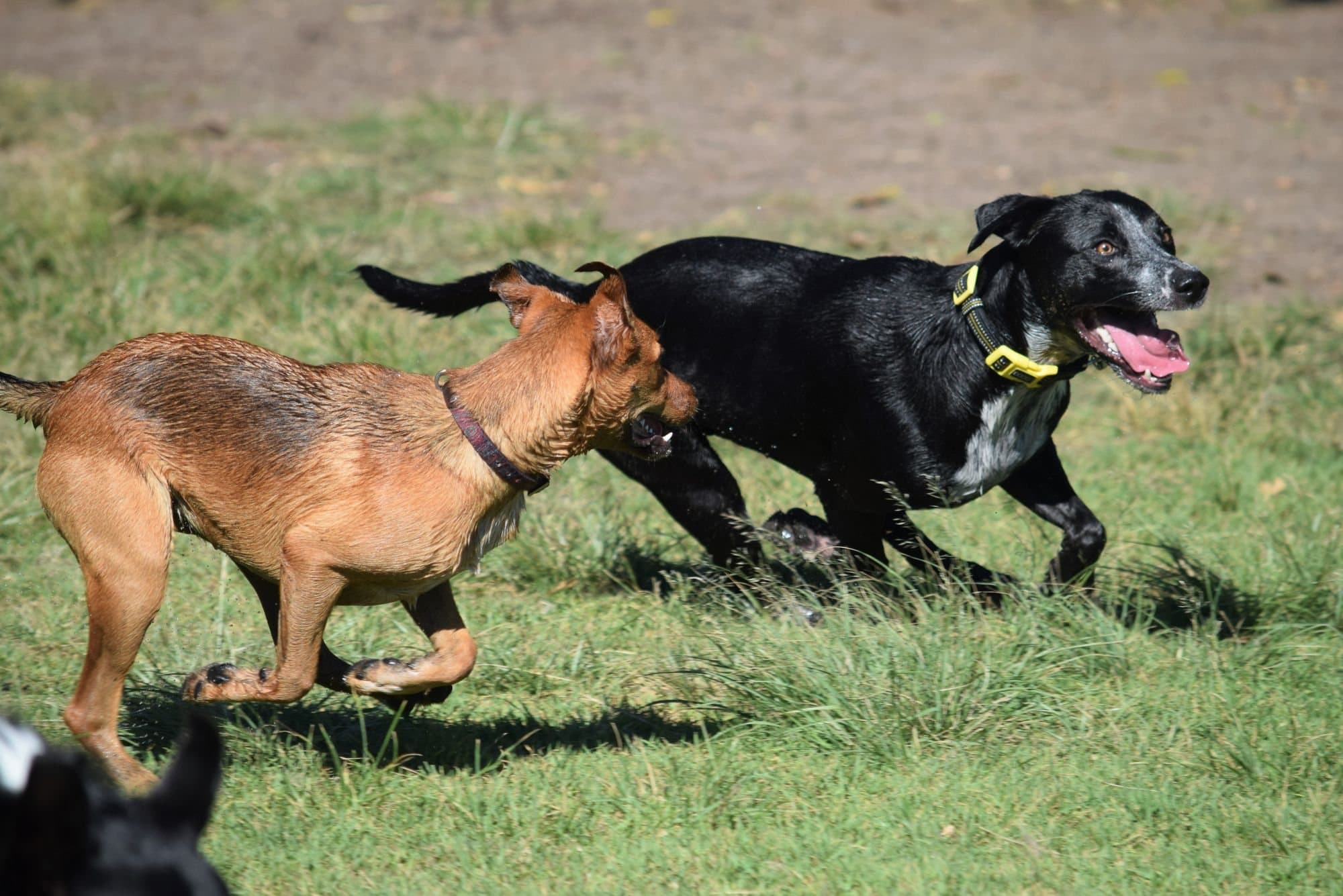 Two dogs racing across a grass field