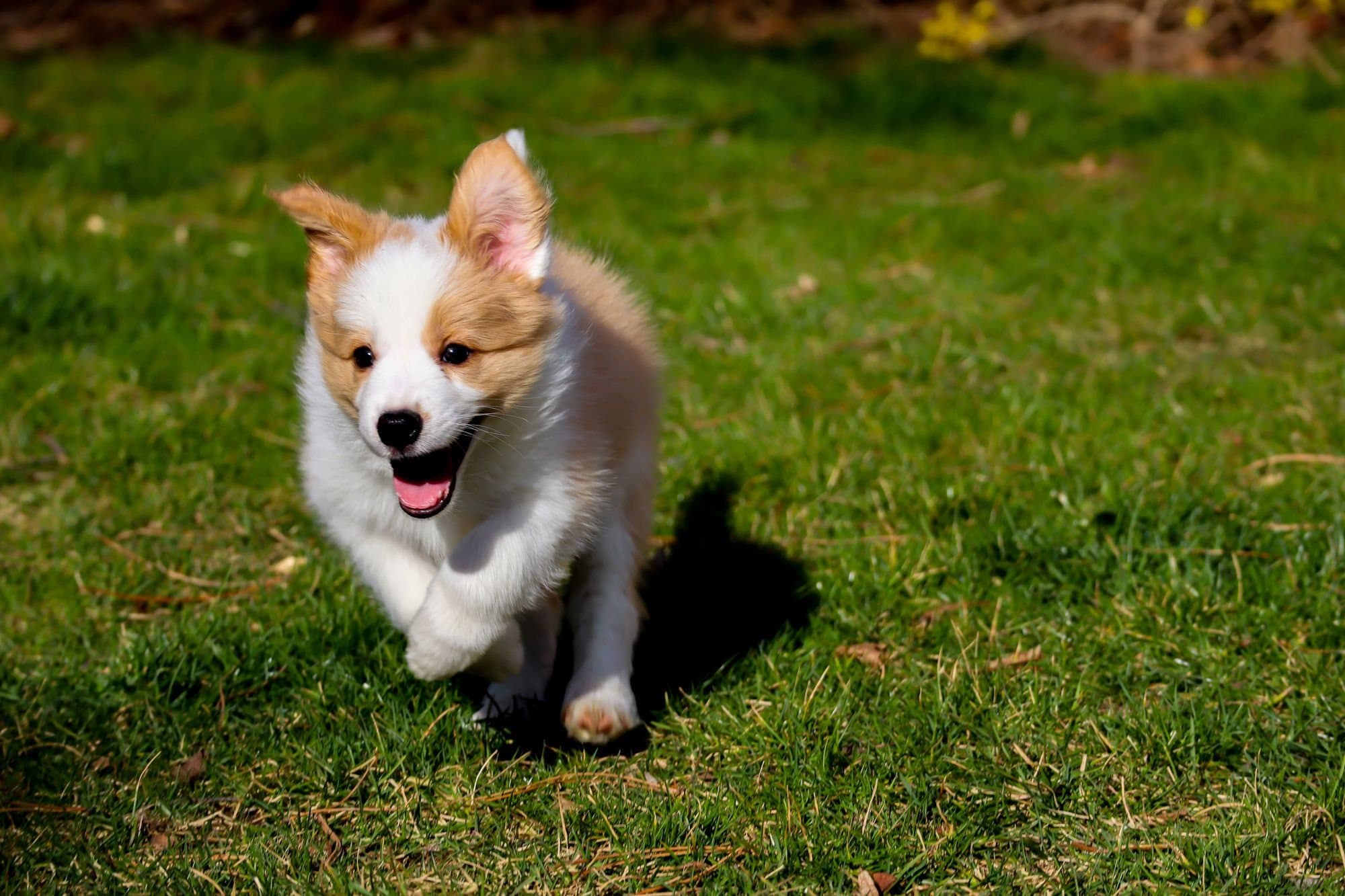 A corgi puppy running on a lawn