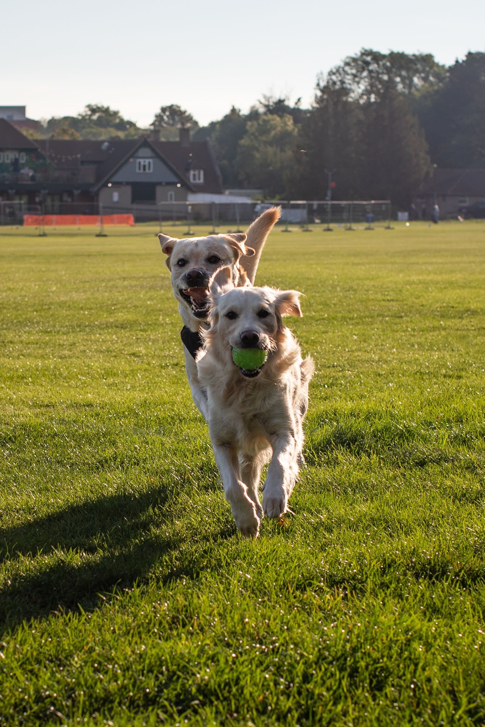 Two golden retrievers running towards the camera across a field