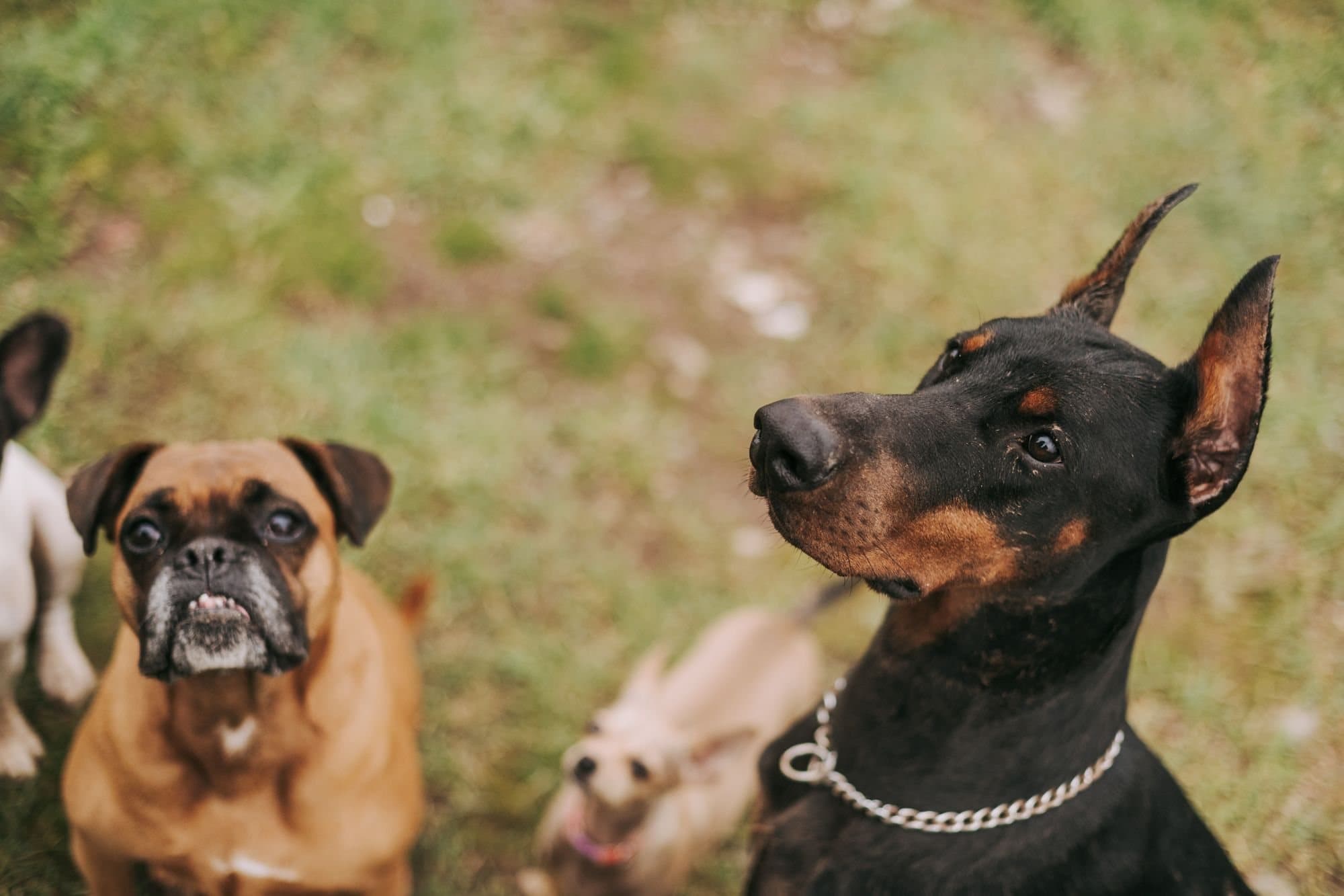 A boxer and a dobermann sitting side by side on grass