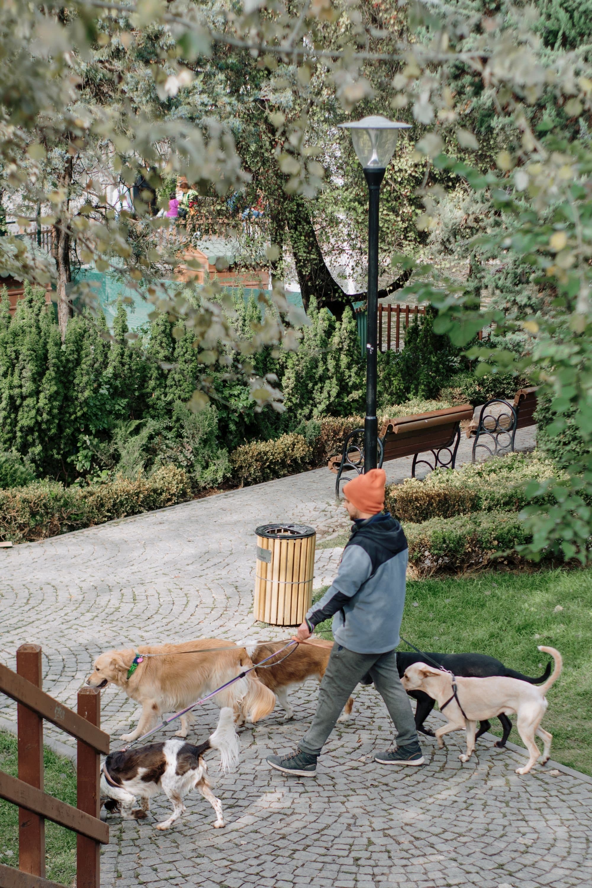 A dog walker with several dogs on a tree-lined park path
